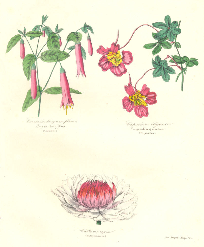 BOTANICALS. correa longiflora; cropoeolum speciosum; Victoria regia 1852 print